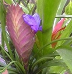 image of flower