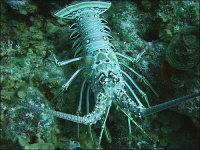 image of spiny_lobster