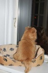 image of norfolk_terrier #14