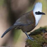 image of bird