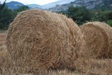 image of hay
