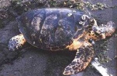 image of hawksbill