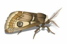image of moth #0