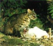 image of wild_cat #14