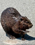 image of beaver