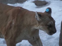 image of cougar