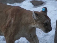 image of cougar #29