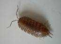 image of isopod