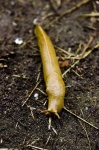 image of slug
