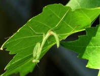 image of mantis