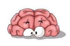 image of brain