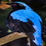 image of bird