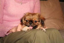 image of pekinese