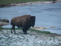 image of water_buffalo
