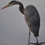 image of blue_heron #13