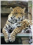 image of jaguar_car