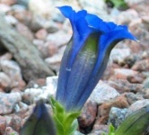 image of flower