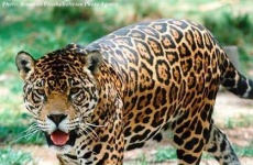image of jaguar_car