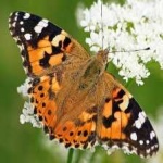 image of animal