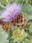 image of artichoke_flower #25