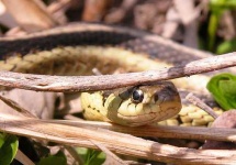 image of garter_snake #14