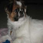 image of animal