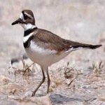 image of bird
