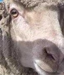 image of animal