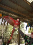 image of macaw