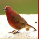 image of african_firefinch #14