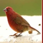 image of bird