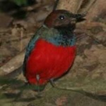 image of red_bellied_pitta #32