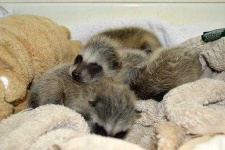 image of animal