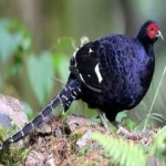 image of bird
