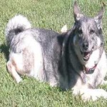image of animal