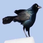 image of bird