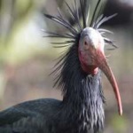 image of northern_bald_ibis #34