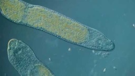 image of parasitic_flatworms