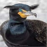 image of bird