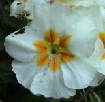 image of flower