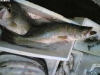 image of gar