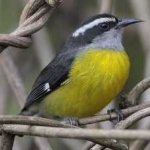 image of bananaquit #2