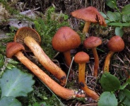 image of mushrooms