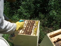image of apiary