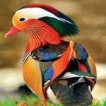 image of bird