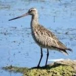 image of bird