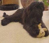 image of briard