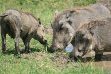 image of warthog