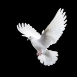 image of dove