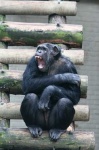 image of chimpanzee #0